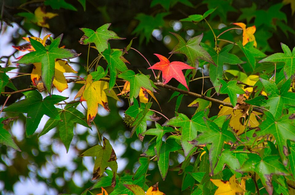 Sweet Gum